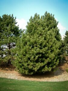 Сосна Чёрная (Pinus Nigra) купить по цене от 270.00р. в интернет-магазине «Посадика» с доставкой почтой в в Жуковкае и по всей России – [изображение №1].