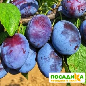 Слива Чачакская ранняя купить по цене от 229.00р. в интернет-магазине «Посадика» с доставкой почтой в в Жуковкае и по всей России – [изображение №1].