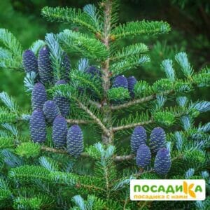 Пихта корейская (Abies koreana) купить по цене от 450.00р. в интернет-магазине «Посадика» с доставкой почтой в в Жуковкае и по всей России – [изображение №1].