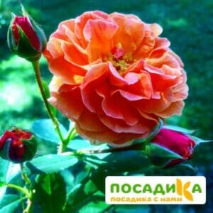 Роза Арабия купить по цене от 350.00р. в интернет-магазине «Посадика» с доставкой почтой в в Жуковкае и по всей России – [изображение №1].