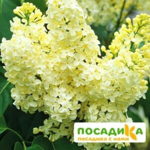 Сирень Примроуз (Primrose) купить по цене от 529.00р. в интернет-магазине «Посадика» с доставкой почтой в в Жуковкае и по всей России – [изображение №1].