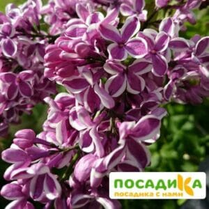 Сирень Сенсация купить по цене от 529.00р. в интернет-магазине «Посадика» с доставкой почтой в в Жуковкае и по всей России – [изображение №1].