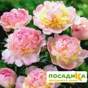 Пион Распберри Сандей (Paeonia Raspberry Sundae) купить по цене от 959р. в интернет-магазине «Посадика» с доставкой почтой в в Жуковкае и по всей России – [изображение №1].