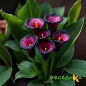 Калла Аура Лейс купить по цене от 400р. в интернет-магазине «Посадика» с доставкой почтой в в Жуковкае и по всей России – [изображение №1].