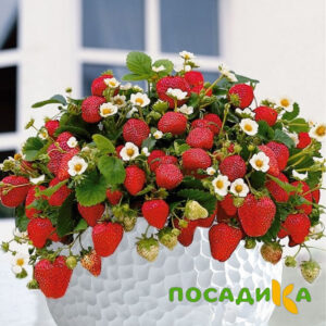 Клубника Рубиновый Шепот (горшечная) купить по цене от 240р. в интернет-магазине «Посадика» с доставкой почтой в в Жуковкае и по всей России – [изображение №1].