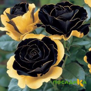 Роза Ханни Сикл купить по цене от 700р. в интернет-магазине «Посадика» с доставкой почтой в в Жуковкае и по всей России – [изображение №1].