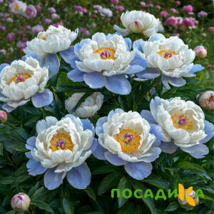 Пион акварельный Этюд купить по цене от 806р. в интернет-магазине «Посадика» с доставкой почтой в в Жуковкае и по всей России – [изображение №1].