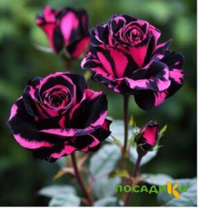 Роза Багровый Шепот купить по цене от 366р. в интернет-магазине «Посадика» с доставкой почтой в в Жуковкае и по всей России – [изображение №1].