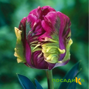 Тюльпан Экзотик Хэвен купить по цене от 186р. в интернет-магазине «Посадика» с доставкой почтой в в Жуковкае и по всей России – [изображение №1].