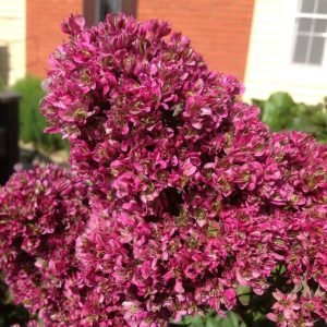 Флокс Филингс купить по цене от 329р. в интернет-магазине «Посадика» с доставкой почтой в в Жуковкае и по всей России – [изображение №1].