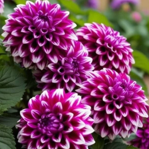 Георгин Кристал Корт купить по цене от 602р. в интернет-магазине «Посадика» с доставкой почтой в в Жуковкае и по всей России – [изображение №1].