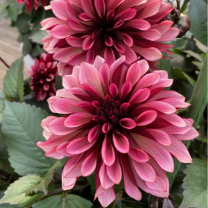 Георгин Перли Сансет купить по цене от 309р. в интернет-магазине «Посадика» с доставкой почтой в в Жуковкае и по всей России – [изображение №1].