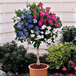 Гибискус-Дерево Триколор купить по цене от 289р. в интернет-магазине «Посадика» с доставкой почтой в в Жуковкае и по всей России – [изображение №1].