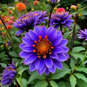 Георгин Лазурит купить по цене от 799р. в интернет-магазине «Посадика» с доставкой почтой в в Жуковкае и по всей России – [изображение №1].