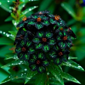 Флокс Ривьера купить по цене от 299р. в интернет-магазине «Посадика» с доставкой почтой в в Жуковкае и по всей России – [изображение №1].