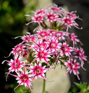 Флокс Метельчатый Путь купить по цене от 456р. в интернет-магазине «Посадика» с доставкой почтой в в Жуковкае и по всей России – [изображение №1].