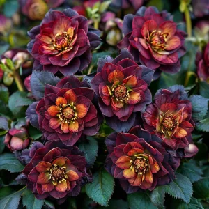 Морозник Сноу Дроп купить по цене от 348р. в интернет-магазине «Посадика» с доставкой почтой в в Жуковкае и по всей России – [изображение №1].