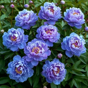 Пион Голубой лотос купить по цене от 590р. в интернет-магазине «Посадика» с доставкой почтой в в Жуковкае и по всей России – [изображение №1].