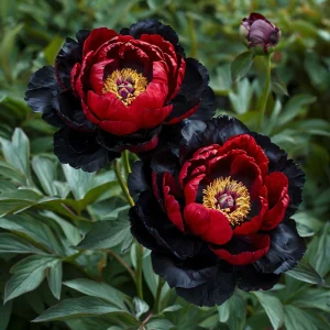 Пион Эбеновый Рубин купить по цене от 419р. в интернет-магазине «Посадика» с доставкой почтой в в Жуковкае и по всей России – [изображение №1].
