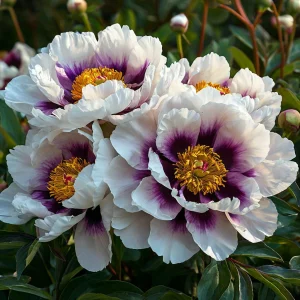 Пион Эко Саммер купить по цене от 548р. в интернет-магазине «Посадика» с доставкой почтой в в Жуковкае и по всей России – [изображение №1].