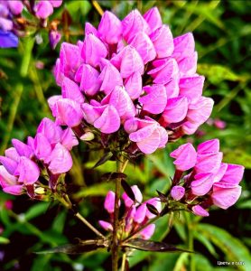 Флокс Бутоник купить по цене от 461р. в интернет-магазине «Посадика» с доставкой почтой в в Жуковкае и по всей России – [изображение №1].