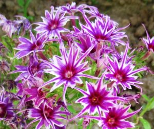 Флокс Звездное Кружево купить по цене от 361р. в интернет-магазине «Посадика» с доставкой почтой в в Жуковкае и по всей России – [изображение №1].