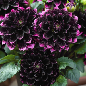 Георгин Лаванда Лейс купить по цене от 679р. в интернет-магазине «Посадика» с доставкой почтой в в Жуковкае и по всей России – [изображение №1].