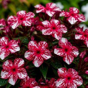 Флокс Ливер Гриммер купить по цене от 590р. в интернет-магазине «Посадика» с доставкой почтой в в Жуковкае и по всей России – [изображение №1].