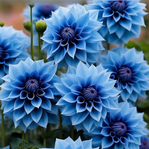 Георгин Вижапе купить по цене от 699р. в интернет-магазине «Посадика» с доставкой почтой в в Жуковкае и по всей России – [изображение №1].